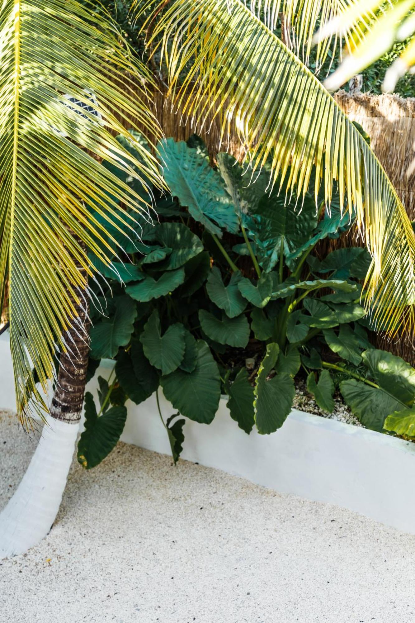 Co.bañitas * Tulum